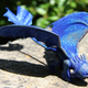 Illustration for article titled Breaking: Australian scientists make dragon for little girl
